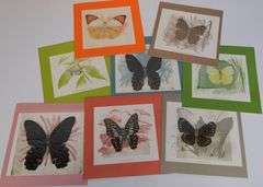 WATERCOLOUR, PRINTS AND BUTTERFLIES