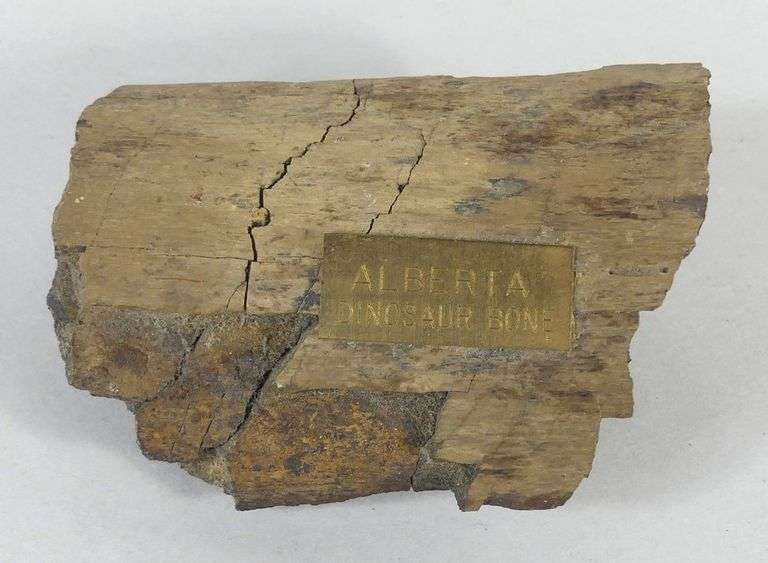 UNKNOWN FOSSIL