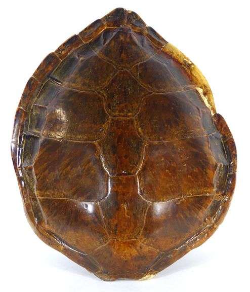 UNIQUE COLLECTIBLES - Gardner Galleries
