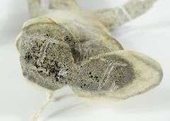 2 INUIT CARVED FIGURES