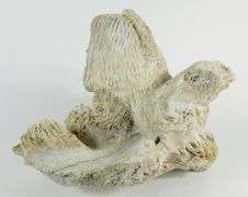 MAJOR WHALEBONE CARVING