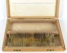 PREPARED MICROSCOPE SLIDES
