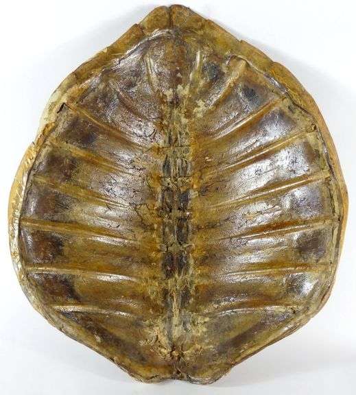 LARGE SEA TURTLE SHELL
