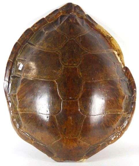 LARGE SEA TURTLE SHELL