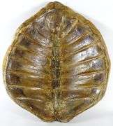 LARGE SEA TURTLE SHELL
