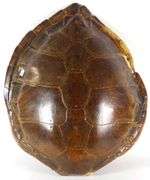 LARGE SEA TURTLE SHELL