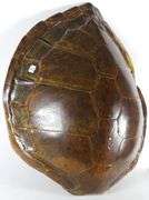 LARGE SEA TURTLE SHELL