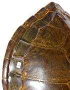 LARGE SEA TURTLE SHELL