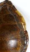 LARGE SEA TURTLE SHELL