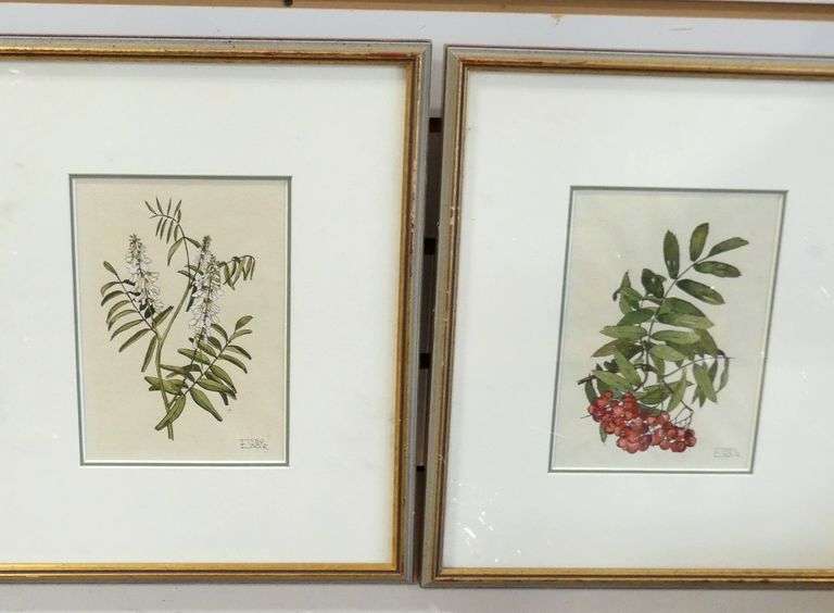 SIX FRAMED "BOTANICAL" WATERCOLOURS