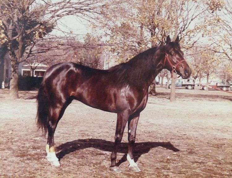 TWO FRAMED HORSE PHOTOGRAPHS