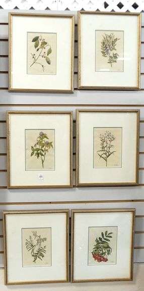SIX FRAMED "BOTANICAL" WATERCOLOURS