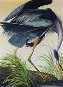 JOHN JAMES AUDUBON FOLIOS