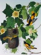 JOHN JAMES AUDUBON FOLIOS