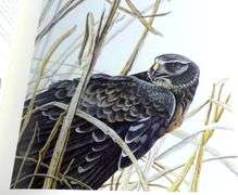 GARY LOW LITHOGRAPH & BOOK