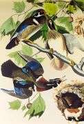 JOHN JAMES AUDUBON FOLIOS