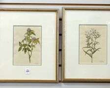 SIX FRAMED "BOTANICAL" WATERCOLOURS