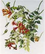 JOHN JAMES AUDUBON FOLIOS