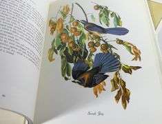 JAMES AUDUBON & J.F. LANSDOWNE VOLUMES
