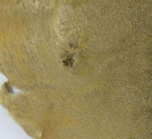 VINTAGE SEALSKIN RUG