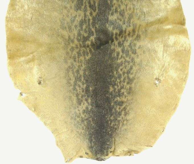 VINTAGE SEALSKIN RUG