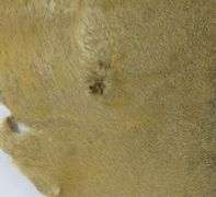 VINTAGE SEALSKIN RUG