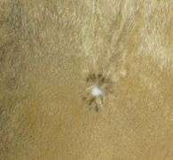 VINTAGE SEALSKIN RUG