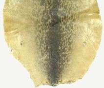 VINTAGE SEALSKIN RUG