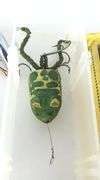 VINTAGE LURES