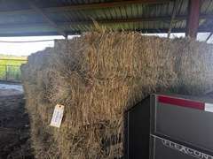 (20) 2025 60lb. Square Bales Brome Hay