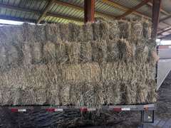 (20) 2025 60lb. Square Bales Brome Hay