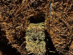 (36) 3' x 4' Alfalfa Bales