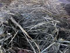 (20) 2025 60lb. Square Bales Brome Hay