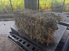 (20) 2025 60lb. Square Bales Brome Hay