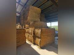 (36) 3' x 4' Alfalfa Bales