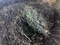 (20) 2024 Cut 30lb. Alfalfa Bales