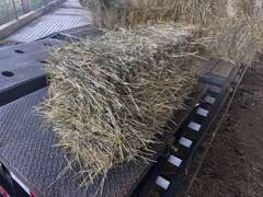 (20) 2025 60lb. Square Bales Brome Hay