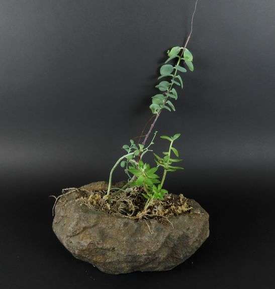 Live Succulents in Faux Rock Planter