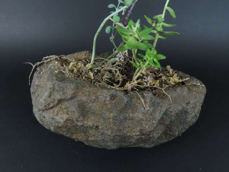 Live Succulents in Faux Rock Planter