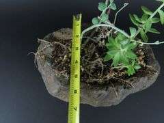 Live Succulents in Faux Rock Planter
