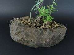 Live Succulents in Faux Rock Planter