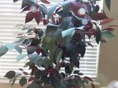 6ft Faux Potted Tree