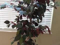 6ft Faux Potted Tree