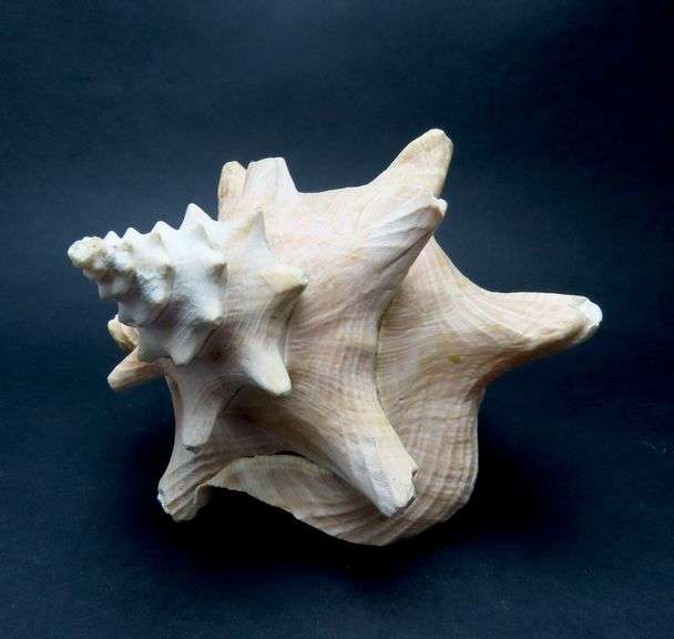 Large Conch Shell