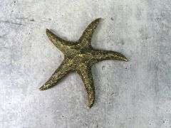 Vintage Brass Starfish Décor