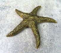 Vintage Brass Starfish Décor