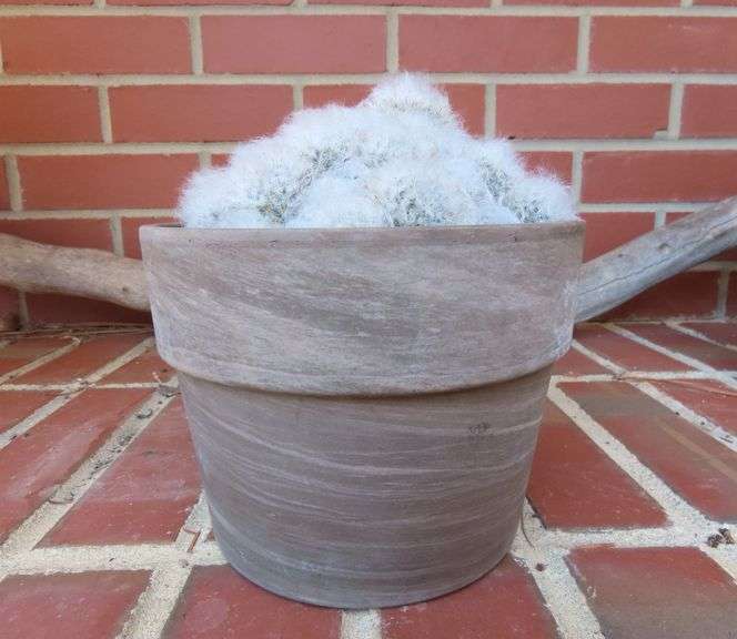 Beautiful Live Potted Feather Cactus