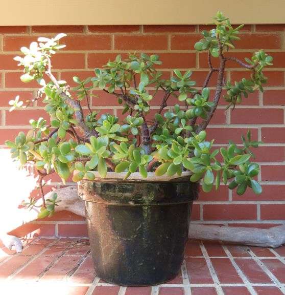 Live Jade Plant in Glazed Pottery Planter