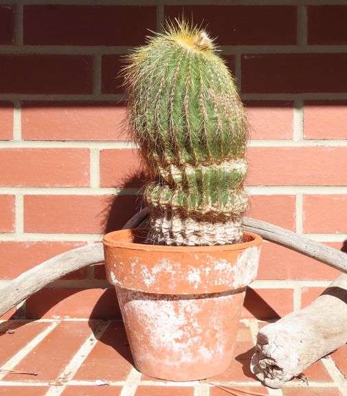 Tall Live Lemon Ball Cactus in Terra Cotta Pot