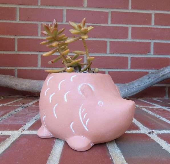 Live Succulent Plant in Adorable Hedgehog Planter